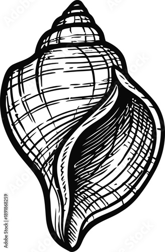A Detailed Hand-Drawn Illustration of a Seashell on a White Background