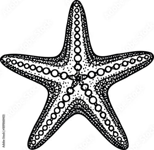 Intricate black and white line art illustration of a five-armed starfish, capturing its unique texture and marine essence for creative designs