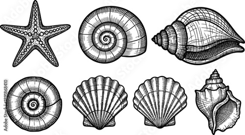 Vintage Engraving Style Set of Marine Seashells and Starfish Hand-Drawn Illustrations Collection