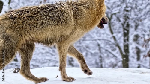 deer in the snow