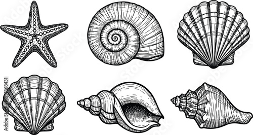 Collection of various seashells and a starfish, hand-drawn illustrations