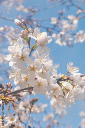 Sakura Cherry Blossoms in Spring, Soft Focus Pink and White Flowers Against Blue Sky