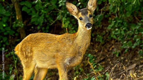 deer in the forest