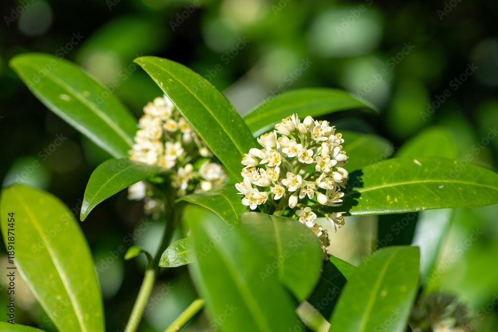 Obraz premium Close up of Kew green skimmia confusa flowers in bloom