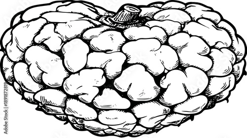 A black and white illustration of a cherimoya. The fruit is detailed with a textured surface