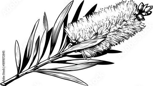 A detailed black and white illustration of a flowering plant branch