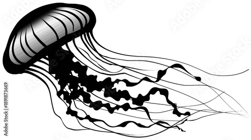 A grayscale illustration of a jellyfish, featuring detailed shading and flowing tentacles