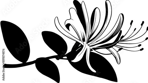 A striking black and white illustration of honeysuckle. Includes leaves and flowers with long pistils
