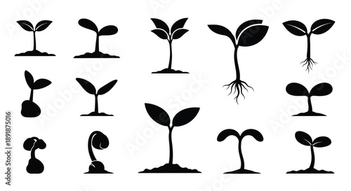 Various stages of plant growth depicted in black silhouette