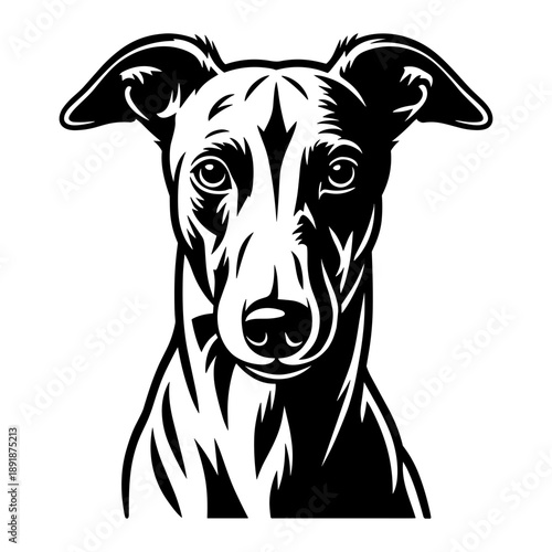 Whippet Dog