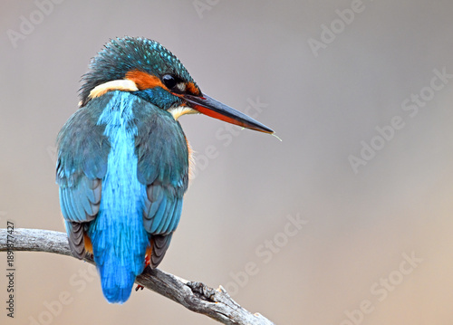 Common Kingfisher (Alcedo atthis) perched on a branch