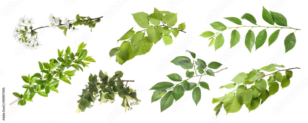 Naklejka premium Spring trees branches with blossoms and green leaves isolated on white, set