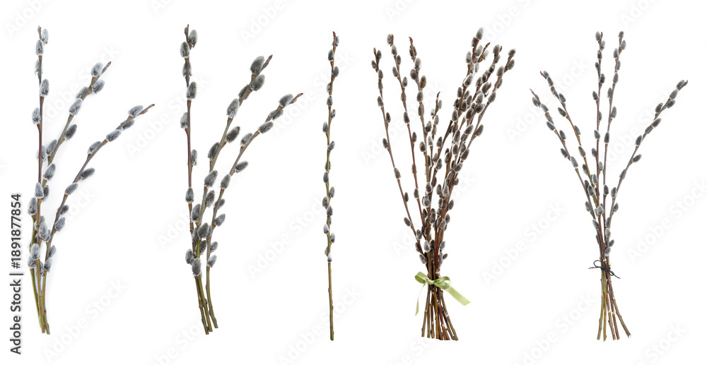 Fototapeta premium Pussy willow branches with catkins isolated on white, set. Spring season