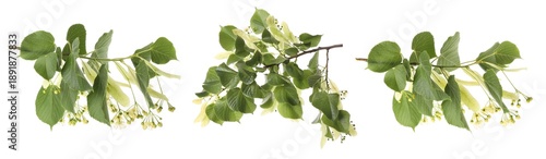 Foto Branches of linden tree with young fresh green leaves and blossoms isolated on white, set
