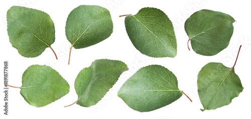Green leaves isolated on white, set. Spring season