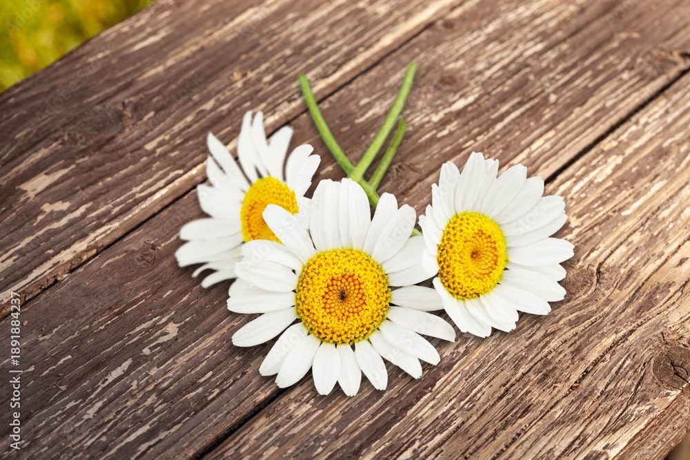 Obraz premium white fresh aroma daisy flower