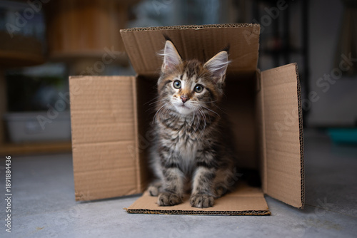 фотографія cute tabby maine coon kitten inside of small sized cardboard box looking at came