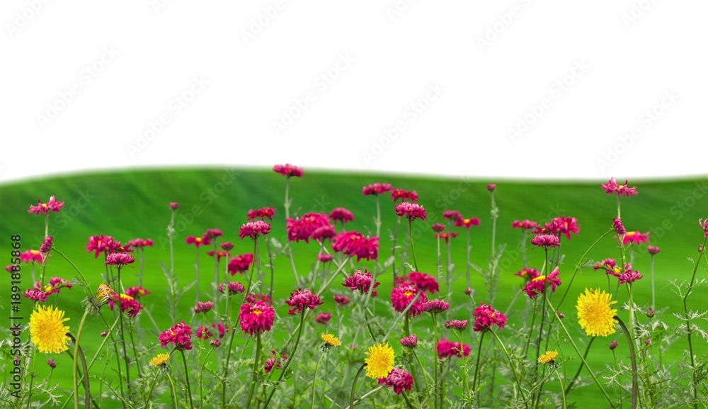 Obraz premium A green hill with blooming wild flowers in spring.