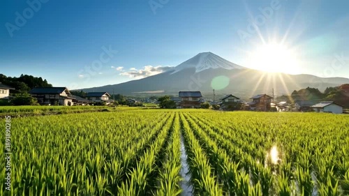 Scenic view of rice fields with mount Fuji in the background under a bright sunshine, Japan
