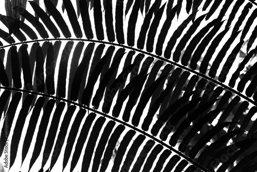 Silhouette leaves isolated on white background