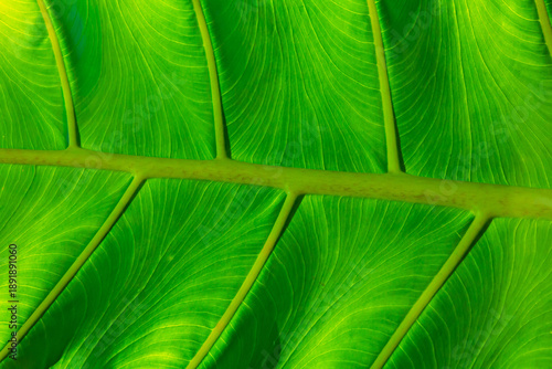 Wallpaper Mural Close up of green leaf texture. Abstract background Torontodigital.ca