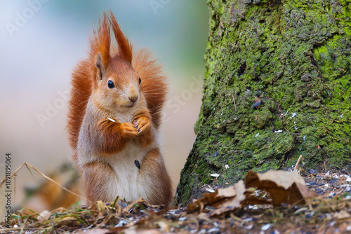 Wallpaper Mural Red squirrel (Sciurus vulgaris) standing upright on forest floor near tree trunk, alert pose with fluffy tail and ear tufts, soft background, European wildlife scene with copy space. Torontodigital.ca