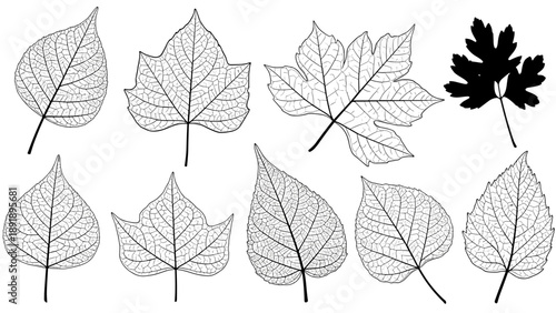 Vector illustration of various leaf types and shapes in a detailed botanical collection viewed from directly above