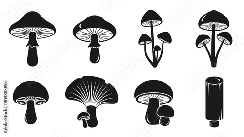 Vector illustrations of various mushroom species from different viewpoints in a collection