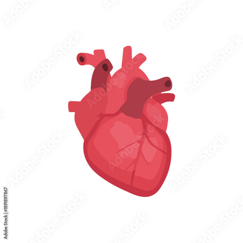 Anatomical Human Heart Illustration on White Background