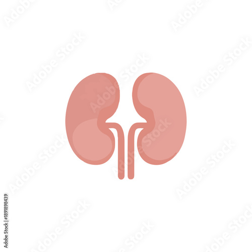 Medical Illustration Kidney Anatomy Icon on White Background