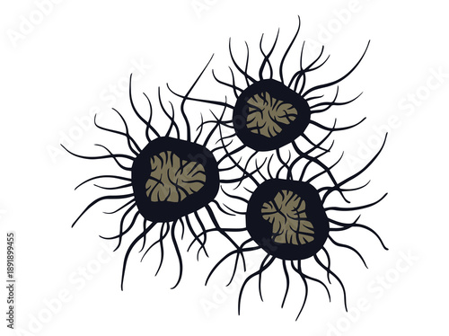 Hand Drawn Mold Chaetomium Fungus
