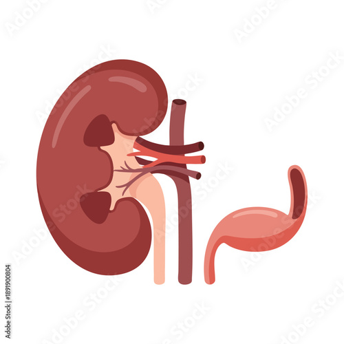 Detailed Illustration of Human Kidney and Urinary System