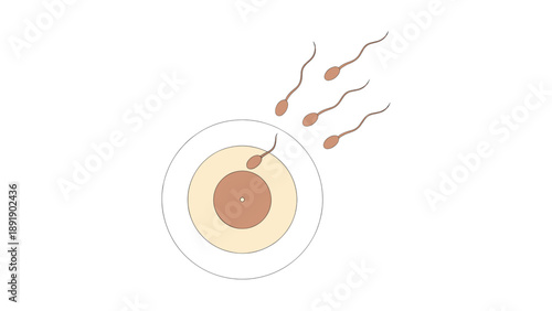 Human Fertilization Process with Sperm Cell Entering the Ovum Illustration