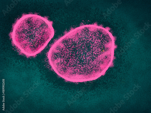 Nipah virus, a deadly zoonotic virus transmitted from bats to humans. Emerging threat, pathogen causing fatal encephalitis and respiratory infection.