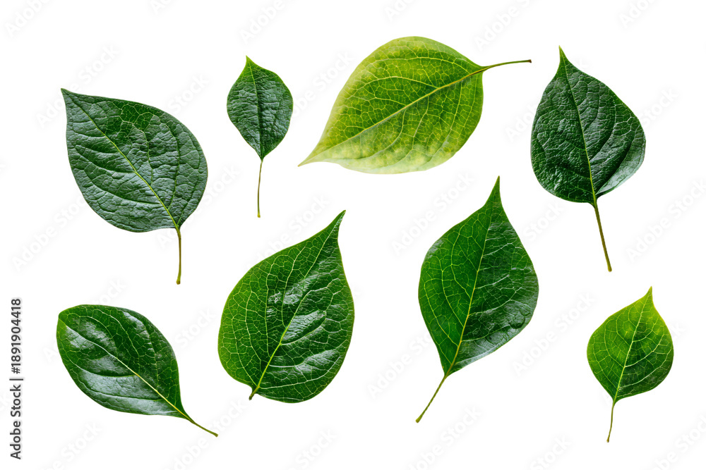Naklejka premium Assorted Green Leaves on White Background