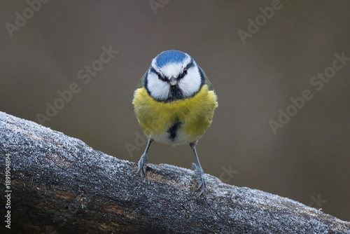 a blue tit, Cyanistes caeruleus, perches on a frost covered branch and stares directly at the camera