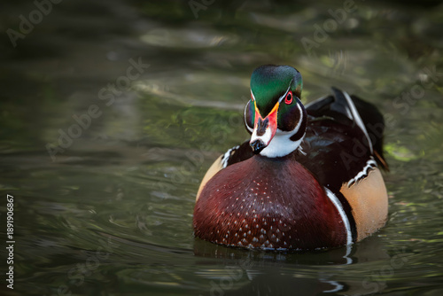 Male wood duck (Aix sponsa) swimming in a natural water habitat, close-up.