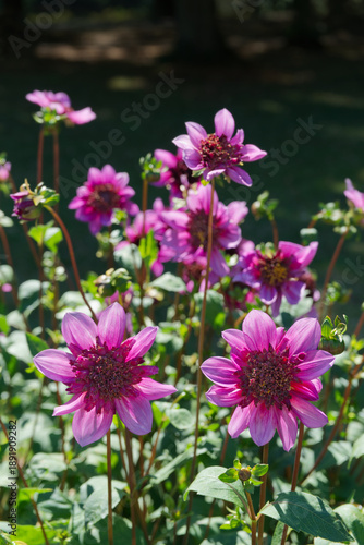 Photos Anemone-flowered Dahlias Purple color