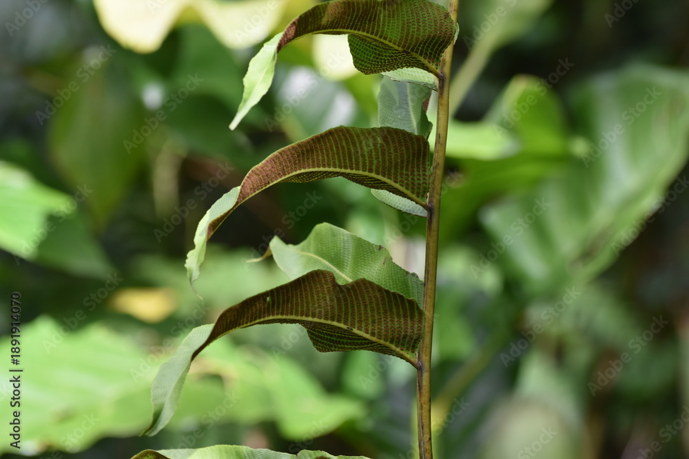 Ταπετσαρία Close-up of the sori at the back of the fern fronds or leaves