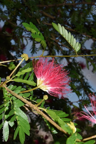 A red powder puff plant (Calliandra haematocephala), which is a type of flowering shrub, in Dominica.