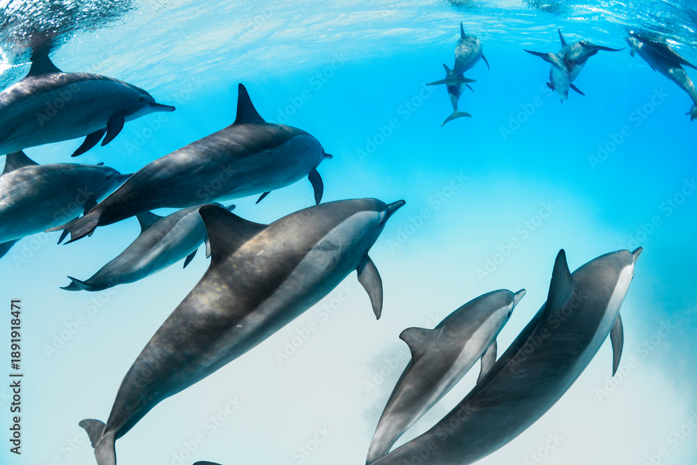 Obraz premium Pod of dolphins swimming underwater in clear blue water in the Red Sea, Egypt. Peaceful marine wildlife scene in a tropical ocean.