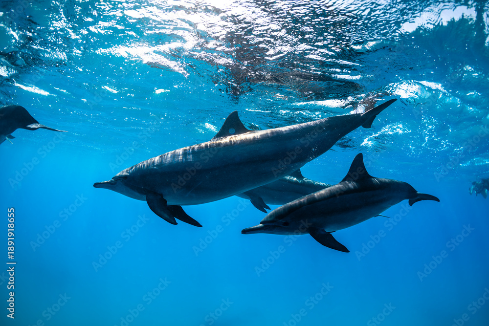 Obraz premium Pod of dolphins swimming underwater in clear blue water in the Red Sea, Egypt. Peaceful marine wildlife scene in a tropical ocean.