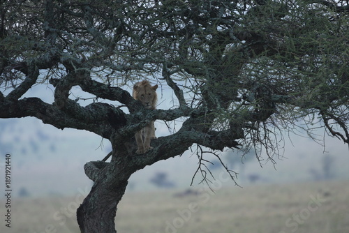 Lion - Panthera leo. Young male lion stuck in a tree, unable to get down.  This species is globally threatened (vulnerable) with extinction.