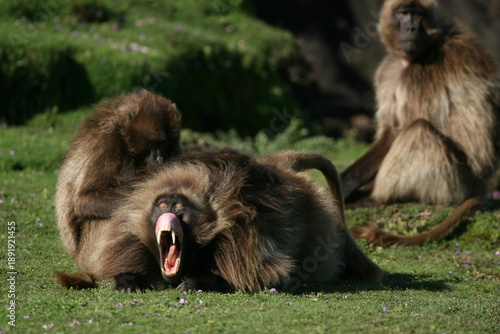 A female gelada (Theropithecus gelada) in Ethiopia is grooming a male gelada flashing his canines. Also called 
