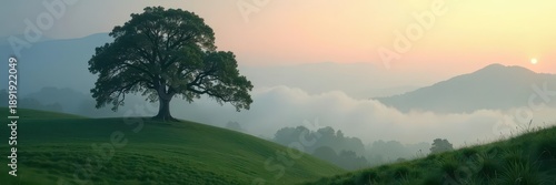 Misty morning, ancient trees draped in fog, rolling hills, outdoor, majestic, tree