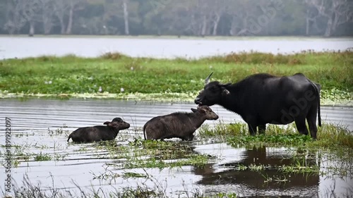 buffalo in water