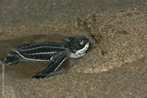 Tableau sur toile A hatchling leatherback sea turtle - Dermochelys coriacea - is going to the sea after hatching