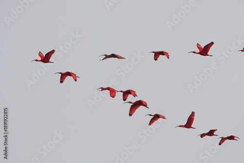 Scarlet Ibis (Eudocimus ruber) flying to roost in Trinidad. Amazing spectacle.