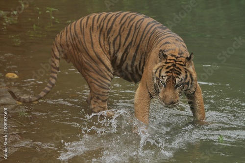 Slika na platnu view of a Sumatran tiger walking in the water