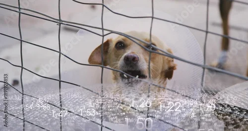 Fototapeta Peering light brown dog wearing clear plastic cone against wire grid fence in kennel, showing teeth